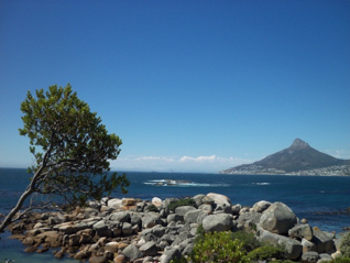 A gorgeous picture of the view from oudekraal braai areas. the view is of lions head.