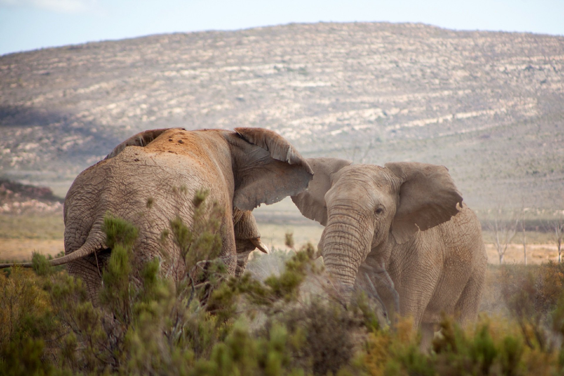 Beyond the classroom: Learn about Elephants